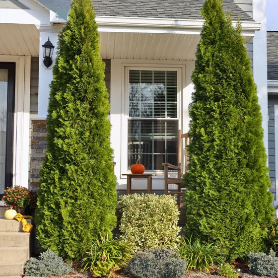 3 Foot Tree - Emerald Green Arborvitae