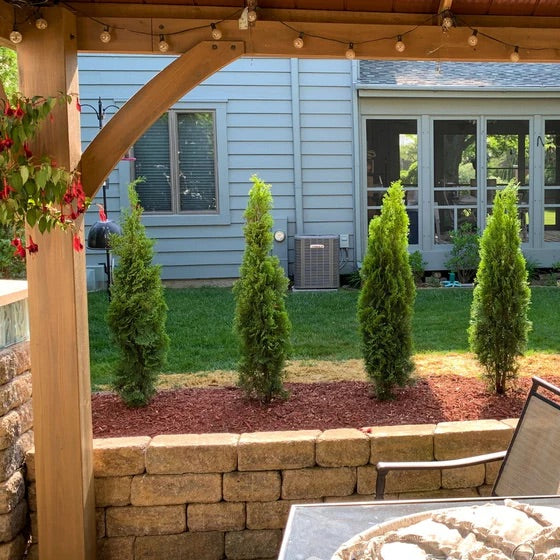 3 Foot Tree - Emerald Green Arborvitae