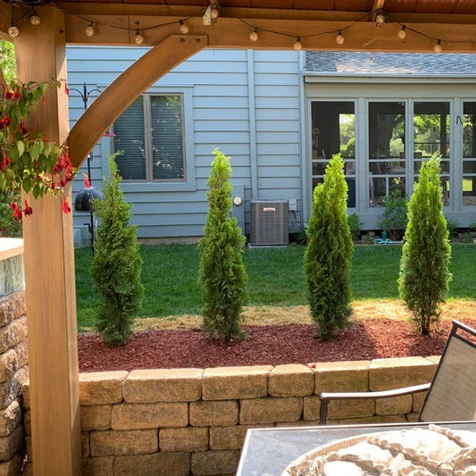 3 Foot Tree - Emerald Green Arborvitae