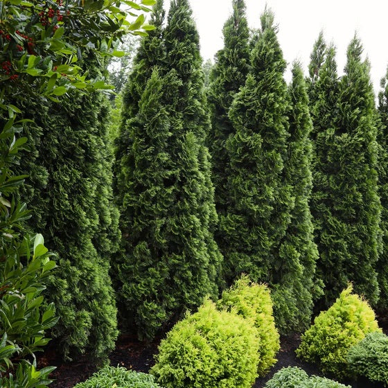 3 Foot Tree - Emerald Green Arborvitae